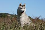 SIBERIAN HUSKY 641